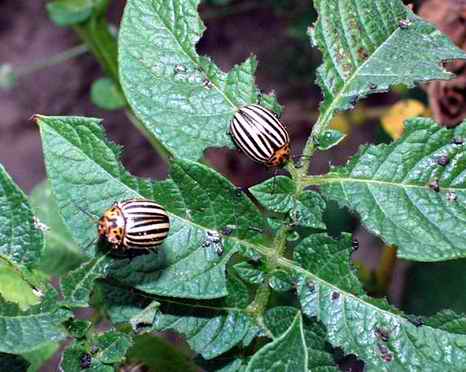 Kartoffelkaeferausschnitt